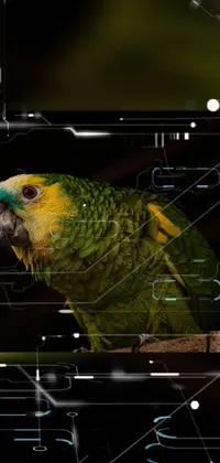 Bird Parrot Macaw Live Wallpaper