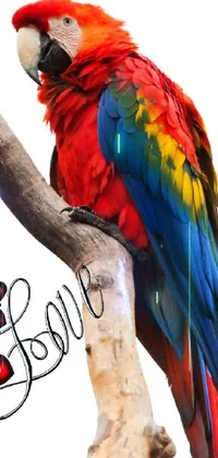 Add some vibrant color to your phone's home screen with this stunning live wallpaper! Featuring a parrot perched atop a tree branch set against a beautiful background of colorful graffiti-inspired art, this wallpaper is perfect for anyone looking to add some flair to their tech