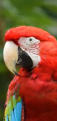 Bird Parrot Organism Live Wallpaper