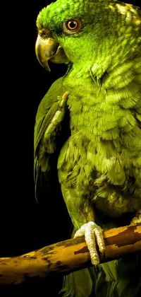 Bird Parrot Organism Live Wallpaper