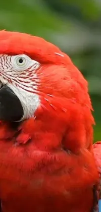 This live phone wallpaper depicts a beautiful red parrot perched on a tree branch