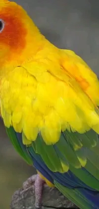 Transform your phone's screen with a stunning new wallpaper! This live wallpaper features a beautiful bird perched on a wooden post, showcasing a striking yellow and green color palette that is both bold and captivating