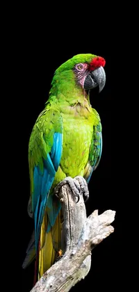Bird Parrot Wildlife Live Wallpaper
