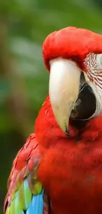 This phone wallpaper showcases a striking close-up of a red parrot perched on a tree branch