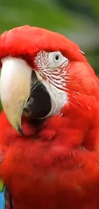 Bird Parrot Wildlife Live Wallpaper