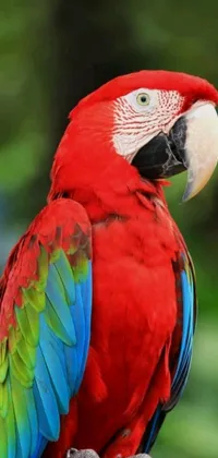 Looking for a vibrant live wallpaper for your phone? Check out this red and green parrot sitting on a branch in a portrait-style HD phone wallpaper, available in both blue and red backgrounds