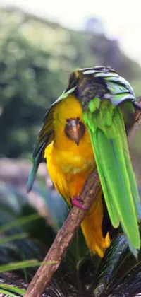 Bring nature to your phone with this vivid live wallpaper of a yellow and green bird perched on a branch, accompanied by a playful parrot