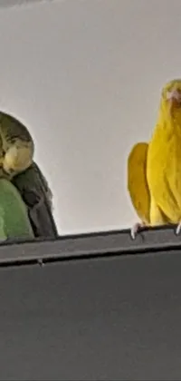 Bird Parrot Wood Live Wallpaper