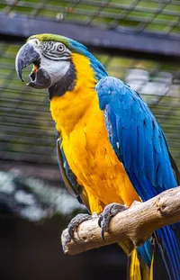 Bird Parrot Yellow Live Wallpaper