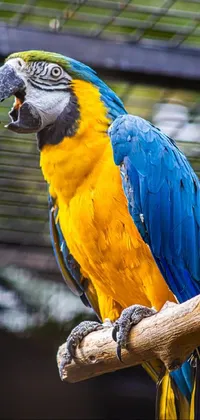 Bird Parrot Yellow Live Wallpaper