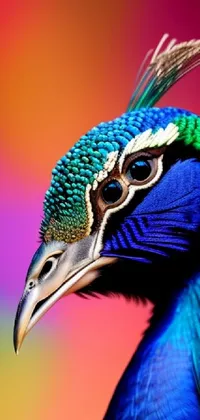 colorful peacock wallpaper