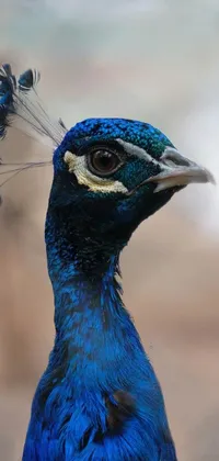 Bird Peafowl Eye Live Wallpaper