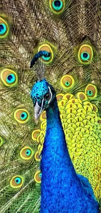 This live wallpaper features a stunning and up close view of a peacock with its feathers open
