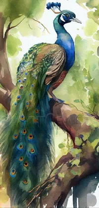 Bird Peafowl Green Live Wallpaper