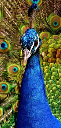 Bird Peafowl Green Live Wallpaper