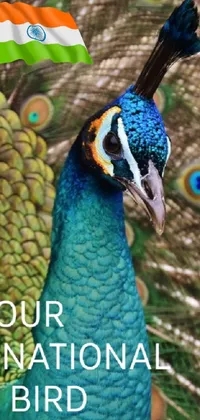 Discover a stunningly vibrant peacock feathers live wallpaper for your phone! Featuring a close-up showcasing natural blue, green, and gold hues in a beautiful pattern