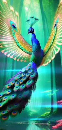 colorful peacock wallpaper
