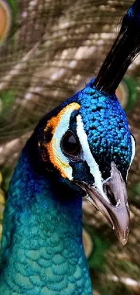 This live wallpaper boasts a stunning close-up shot of a peacock with its colorful and vibrant feathers fully open