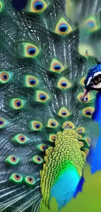 magic peacock, happy peacock  Live Wallpaper