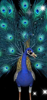 Mr peacock Live Wallpaper