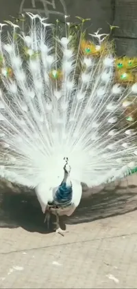 Experience the breathtaking beauty of a white peacock spreading its feathers in stunning detail with this phone live wallpaper