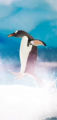 Bird Penguin Beak Live Wallpaper
