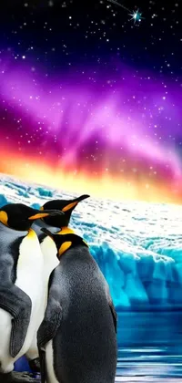 Bird Penguin Photograph Live Wallpaper