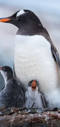 Bird Penguin Photograph Live Wallpaper