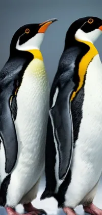Bird Penguin Vertebrate Live Wallpaper