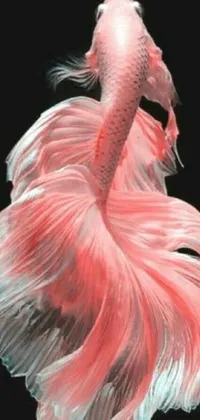 This live wallpaper for phones features a beautifully designed fish in pink and white, against a sleek black background