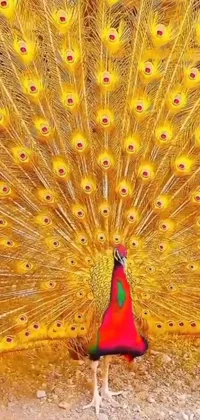 This stunning phone live wallpaper showcases a striking image of a peacock with its colorful feathers spread out in all directions