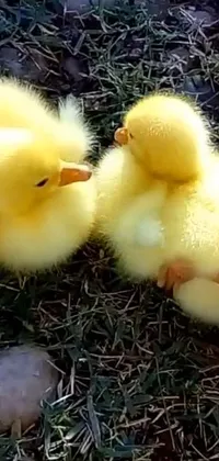 This live wallpaper showcases two charming yellow ducks standing together with an animated background featuring Reddit threads and engaging videos to keep you captivated