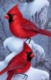Bird Photograph Northern Cardinal Live Wallpaper