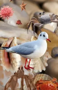 Bird Photograph White Live Wallpaper