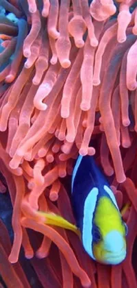 Experience the stunning beauty of ocean life with a phone live wallpaper featuring a blue and yellow fish swimming in an orange sea anemone
