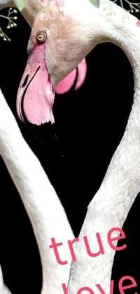This phone live wallpaper features a charming scene of two white flamingos standing side-by-side and forming a lovely heart shape with their necks