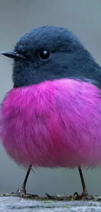 Bird Pink Purple Live Wallpaper