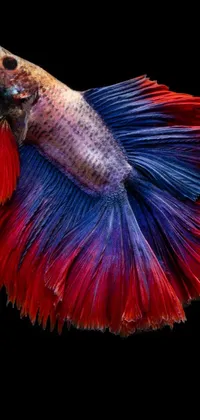 Looking for a captivating and unique live wallpaper for your phone? Check out this hyper-realistic digital rendering of a fish