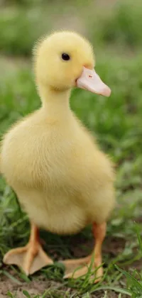 Bring a touch of nature into your everyday life with this stunning phone live wallpaper featuring a lovely duck standing peacefully in a lush green grassy field