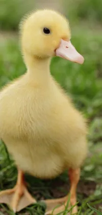 This phone live wallpaper depicts a beautiful duck standing on a grassy field