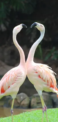 This live phone wallpaper features two pink flamingos in a romantic heart shape, captured in a mid-shot photo taken in Beijing