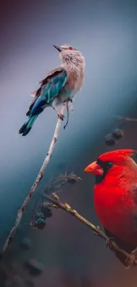 cardinals football live wallpaper｜TikTok Search