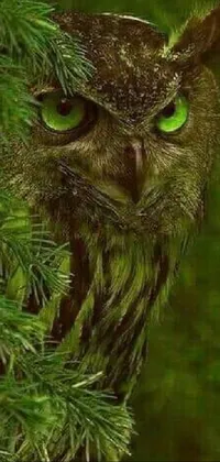 This phone live wallpaper features a striking close-up of an owl with green eyes perched on a branch in a lush forest at dusk