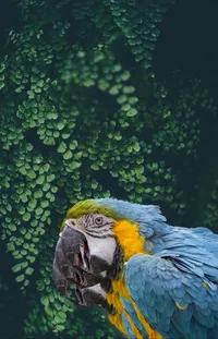 Bird Plant Beak Live Wallpaper