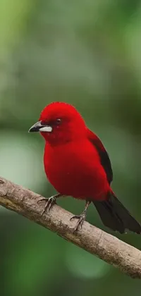 This delightful phone wallpaper showcases a radiant red bird resting on a tree branch