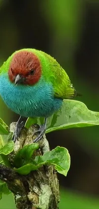 This stunning phone live wallpaper features a colorful bird perched on a tree branch