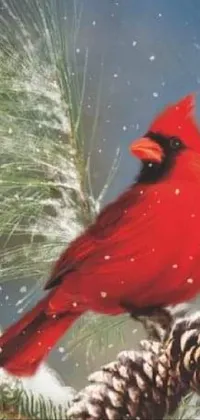 Bird Plant Cardinal Live Wallpaper
