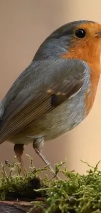 This smartphone live background displays a photorealistic video still depicting a small robin bird perched on top of a moss-covered log