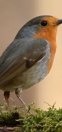 This charming phone live wallpaper showcases a small robin bird perched on a moss-covered log