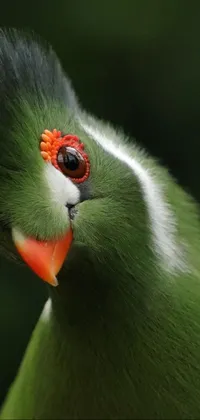 This phone live wallpaper features a stunning green bird with a red eye, intricately captured in hurufiyya style